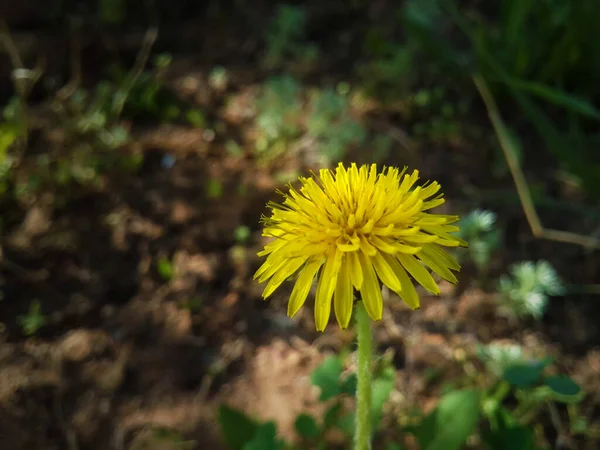 Sarı karahindiba çiçeği gibi yakın plan. Karahindiba tek başına kuru toprakta.