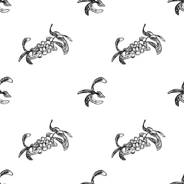 Beyaz arka planda izole edilmiş Karadeniz Buckthorn vektör deseni. Elle çizilmiş. Kumaş ve ambalaj kağıdı basmak için mükemmel..