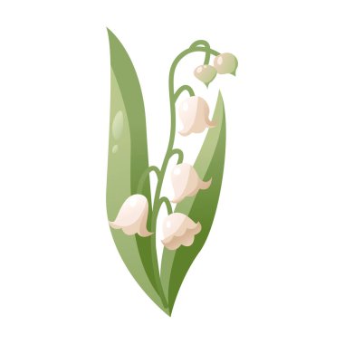 Beyaz Arkaplanda Yeşil Yapraklı Vadi Çiçeği Lily 'si. Botanik tasarım, düğün dekorasyonu ve kart için mükemmel. Vektör illüstrasyonu.