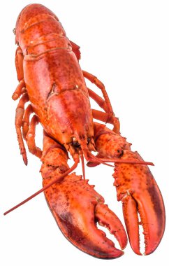 Çiğ ıstakoz. Kesme yolu.