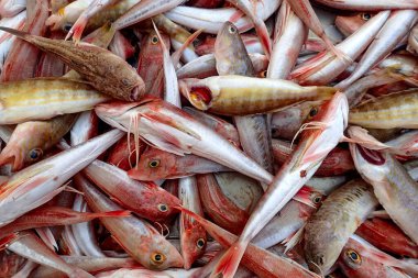 Akdeniz balık pazarında çeşitli taze balıklar..