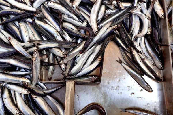 Anchovas Frescas Mercado Peixe — Fotografia de Stock