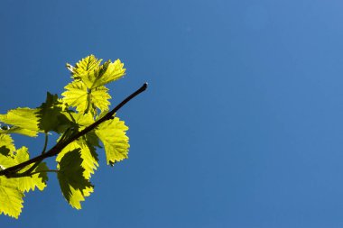 Asma yaprağı ve üzüm tomurcukları. Seçici odak noktası.