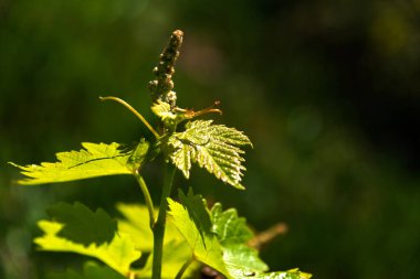 Asma yaprağı ve üzüm tomurcukları. Seçici odak noktası.
