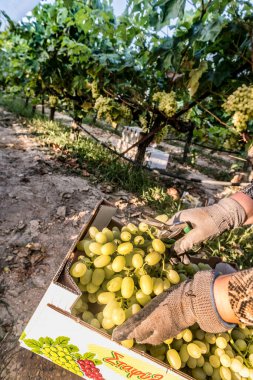 PELOPONNESE, GREECE-AĞUSTOS 15, 2017: Yunanistan 'da bir üzüm bağında toplanmış taze üzümlerle dolu kağıt sandık taşıyan işçi. Seçici odak.
