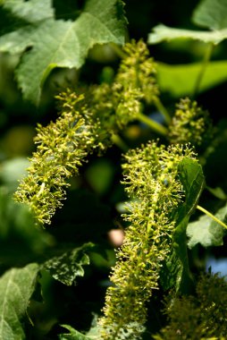 Asma yaprağı ve üzüm tomurcukları. Seçici odak noktası.