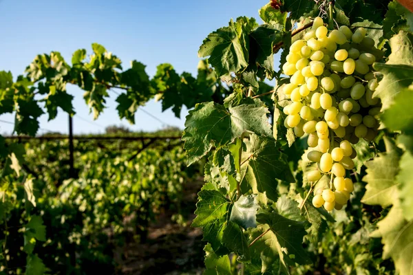 Zralé Hrozny Hroznů Vinici — Stock fotografie