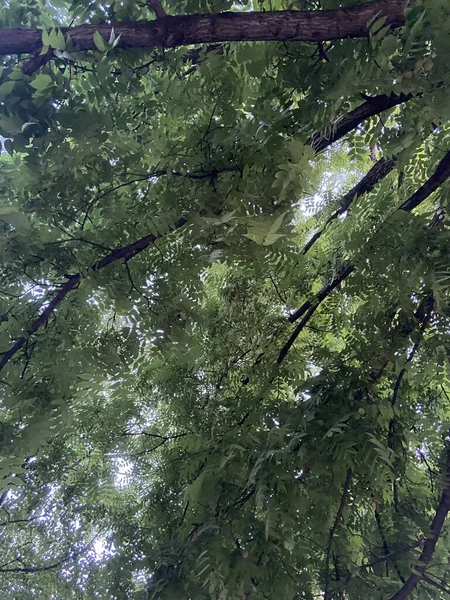 Büyük Meşe Ağaçları Yukarıdan Ağaçların Dalları Ahşap Dokular Yeşil Arka — Stok fotoğraf