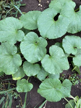 Kavun ve karpuz fideleri. Çiçekli sebze bahçesi. Bahçeye çiçek ekiyorum. Büyük burdock yaprakları. Meyve yetiştiriyorum. Yeşil bitkiler. Rusya 'da meyveler. Ülkenin güneyinde. Toprak siyahtır. Bereketli toprak