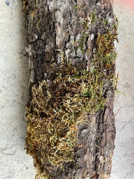 Деревянный Блок Дрова Плиты Давайте Спасём Окружающую Среду Зеленый Бревенчатом — стоковое фото