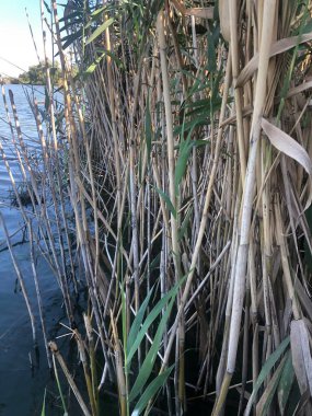 Reed nehir kıyısında. Köyde kuru otlar var.