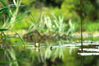 Bir yaz gününde su ve yeşil çimenli gölet, seçici odaklanma