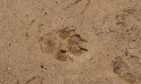 Primer plano de una huella de pata de perro en la arena húmeda junto al lago — Foto de Stock