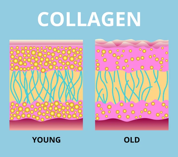 Kollagen Skydd Hud Vektor Design — Stock vektor