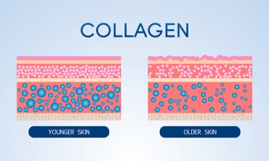 Kolajen, Koruma Cildi Vektörü