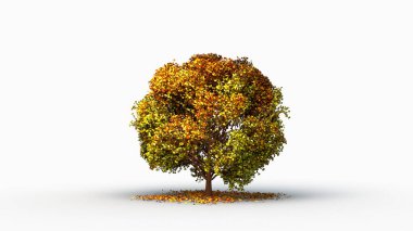 Yaz mevsiminde büyük ağaç beyaz arka planda gerçekçilik kavramında 3D görüntüleme ile.