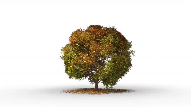 Stor Trädmodell Sommarsäsongen Har Vindvisuell Effekt Realistisk Med Rendering — Stockvideo