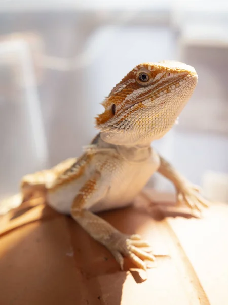 수염용 Bearded Dragon 항아리 도마뱀 포즈이다 — 스톡 사진