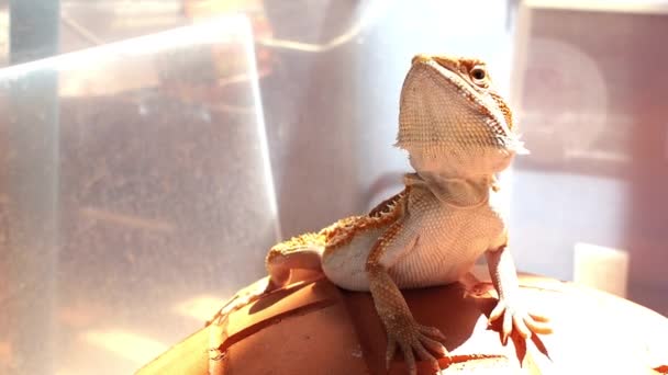 Raise Exercise Left Right Hand Morning Bearded Dragon — Stock Video