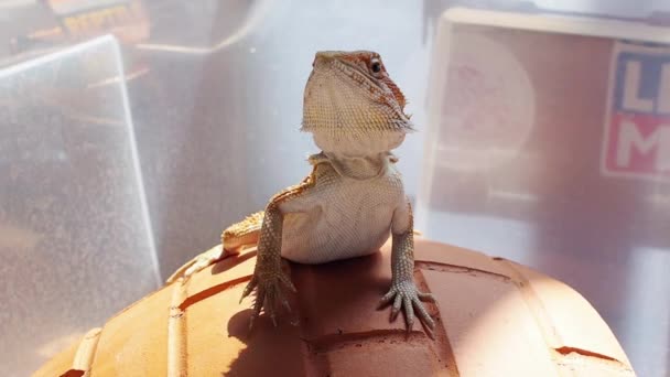 Sunbathe Exercise Pot Indoor Bearded Dragon — Stock Video