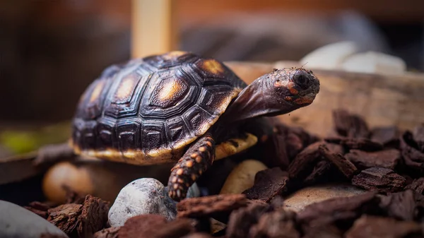 Life exotic pet is red-footed tortoise species in the enclosure.