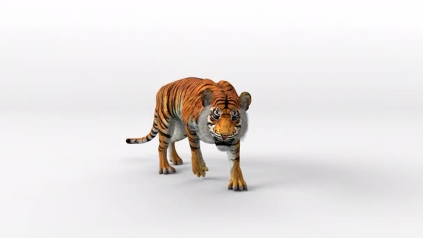 Tiger Bengal Bewegung Sprung Angriff Auf Kamera Mit Rendering Enthalten — Stockvideo