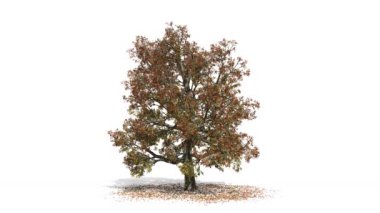 Sonbahar animasyonunda geniş bir ağaç. Rüzgarın görsel efekti 3D görüntüleme..