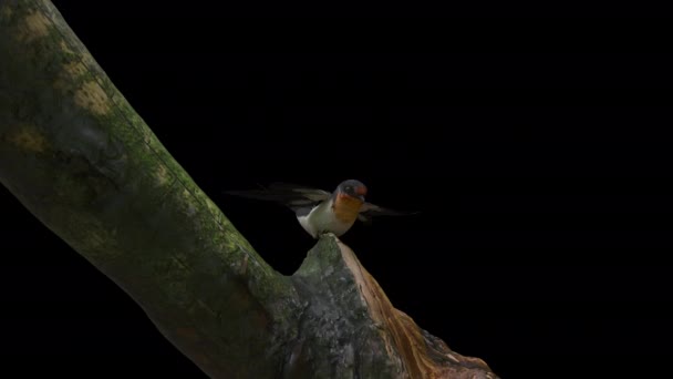 Animación Pájaro Volar Pie Árbol Grande Incluyen Ruta Alfa — Vídeos de Stock