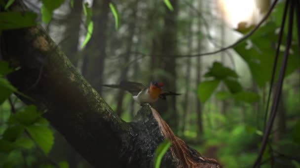 燕子粘在丛林中的大树上 鸟儿在鸣叫 渲染着现实的概念 — 图库视频影像