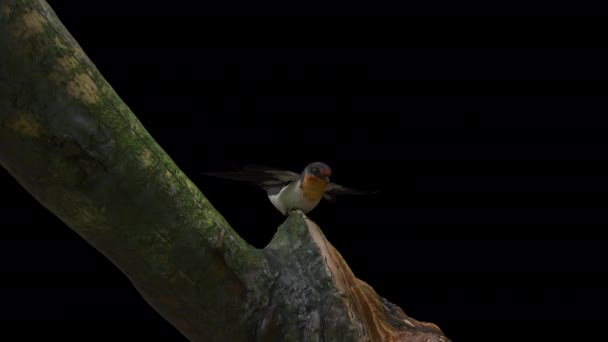 Animation Vogel Fliegen Und Stehen Auf Großen Baum Gehören Alpha — Stockvideo