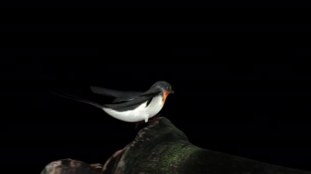 Deglutire Uccello Volando Dentro Fuori Della Fotocamera Stare Grande Albero — Video Stock