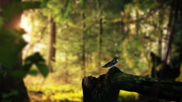 Avaler Oiseau Volant Tenir Sur Arbre Dans Forêt Concept Réaliste — Video