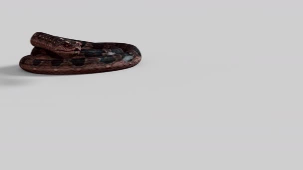 Cobra Snake Slither Angriff Auf Kamera Auf Weißem Hintergrund Mit — Stockvideo