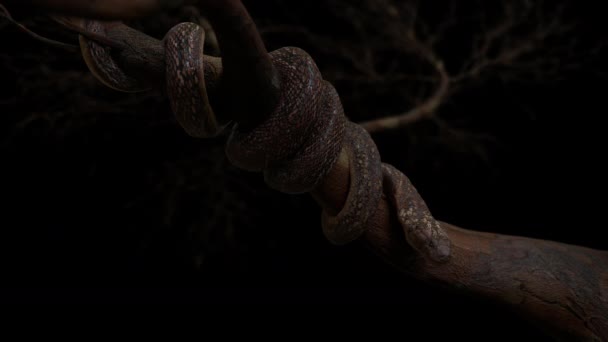 King Cobra Snake Coil Big Tree Have Slowly Movement Rendering — Vídeo de stock