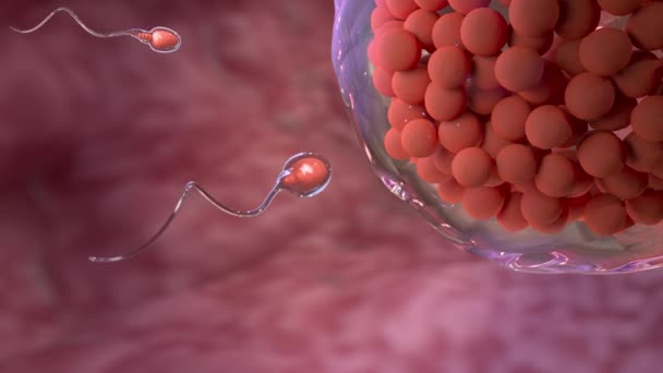 Esperma Nadando Para Ovo Para Nova Vida Dentro Corpo Microbiologia — Vídeo de Stock