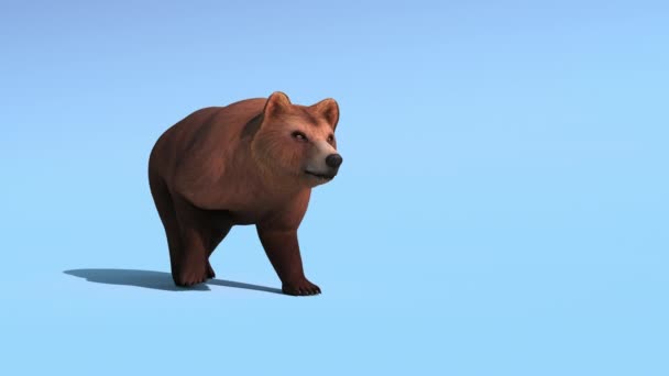 Grizzlie Björn Promenad Loop Blå Bakgrund Med Rendering Inkluderar Alfa — Stockvideo