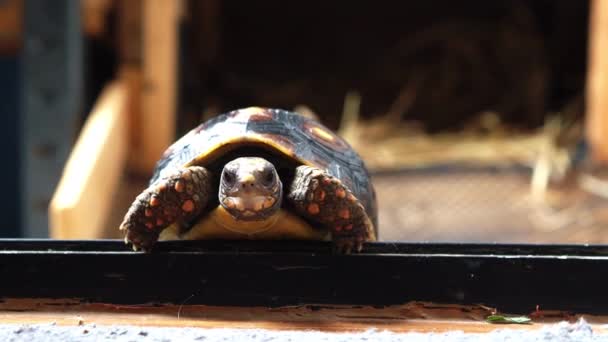 土拨鼠是樱桃头红脚龟爬回家的动物 宠物奇异的乌龟生活 — 图库视频影像