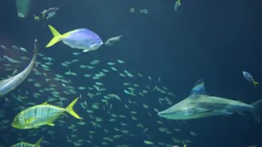 Beyaz köpekbalığı ve küçük bir balık sürüsü büyük balığın etrafında yüzüyorlar. Akvaryumdaki sualtı dünyası..