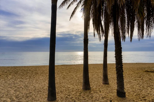 Palmy Plaży Badalona Barcelona Wschodzie Słońca — Zdjęcie stockowe