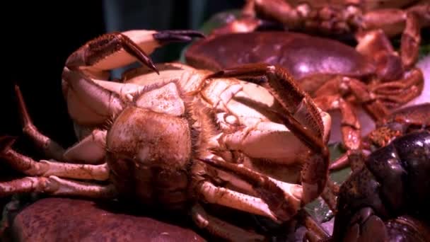 Caranguejo Aranha Vivo Frutos Mar Espanhóis Mercado Boqueria Barcelona — Vídeo de Stock