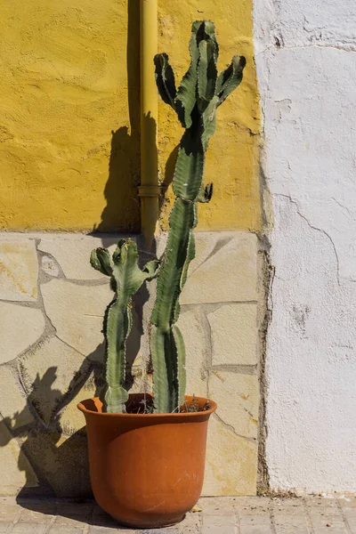 Cactus Euphorbia Ingens Una Olla Una Pared Naranja — Foto de Stock