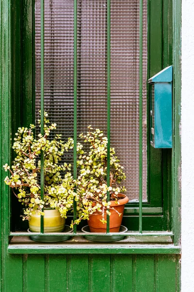 Окно Зелеными Батончиками Цветами Горшке — стоковое фото