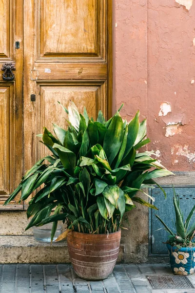 Rustikální Dřevěné Dveře Venkovského Domu Květináči Vchodu — Stock fotografie