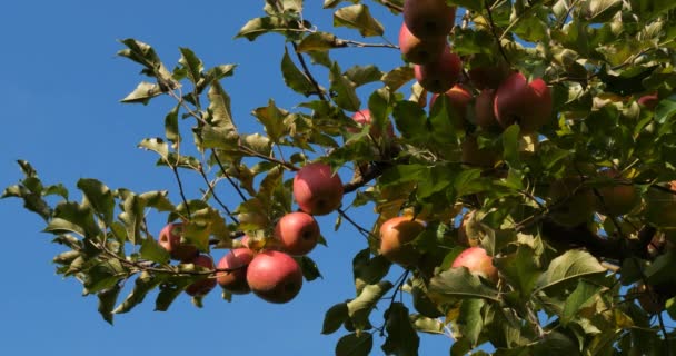 Fruktträdgårdens Äppelträd Frankrike — Stockvideo