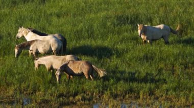 Kamp atları, Camargue, okült, Fransa