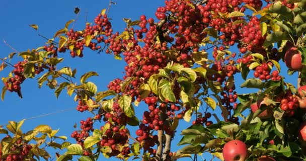 Apfelbäume Obstgarten Frankreich — Stockvideo