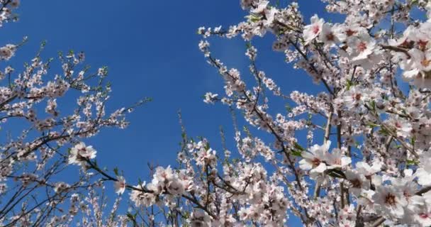 Almond Tree Spring Season — Stock Video