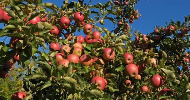 Orchard Apple Trees France — Stock Video