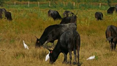 Sığır ağılları (Bubulcus ibis) ile tarlalarda Camargue sığırları (Bos taurus))