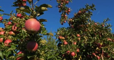 Meyve bahçesi elma ağaçları, Fransa